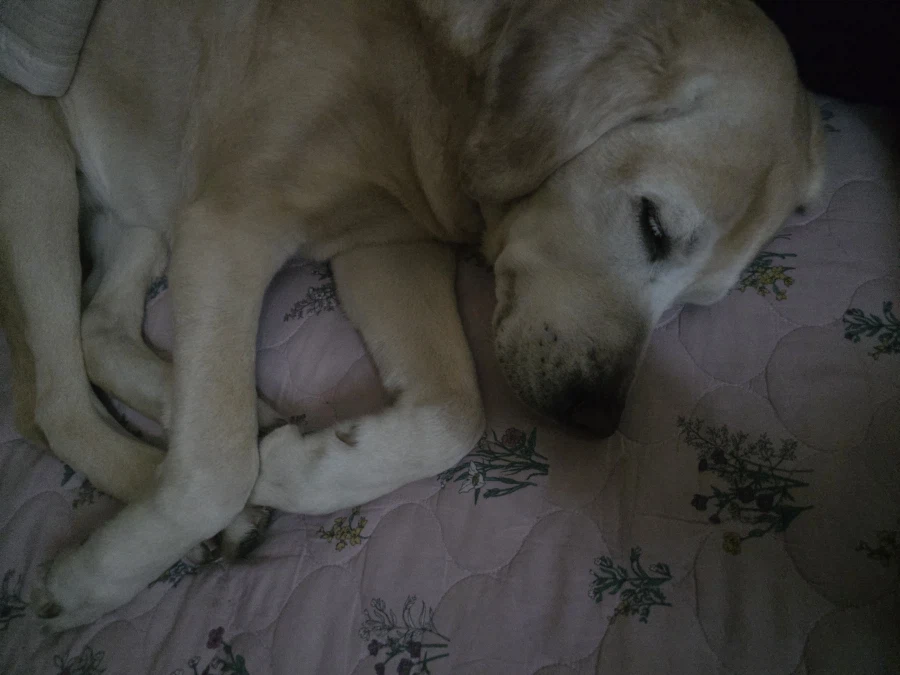 야밤에 강아지 자랑._6.webp