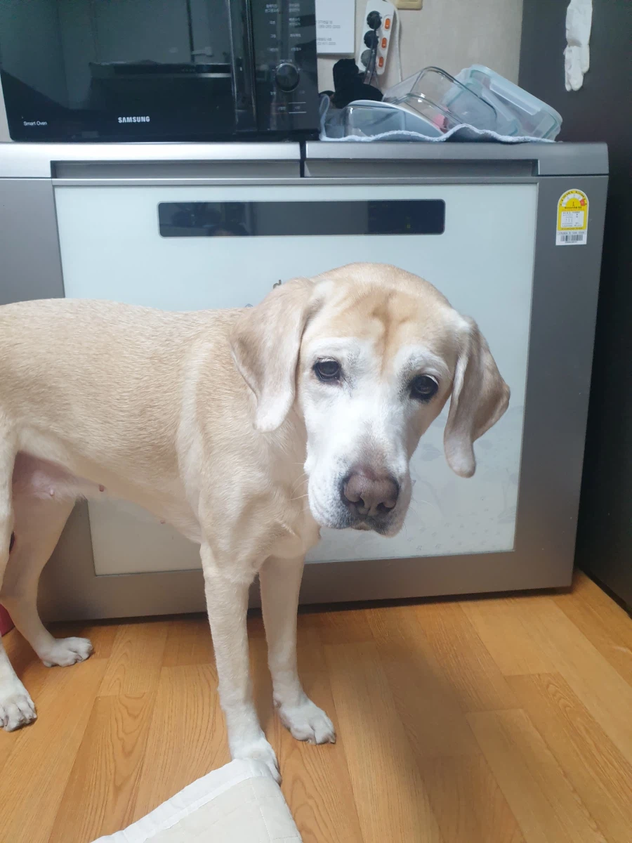 야밤에 강아지 자랑._8.webp