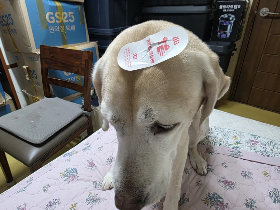 야밤에 강아지 자랑._10.webp