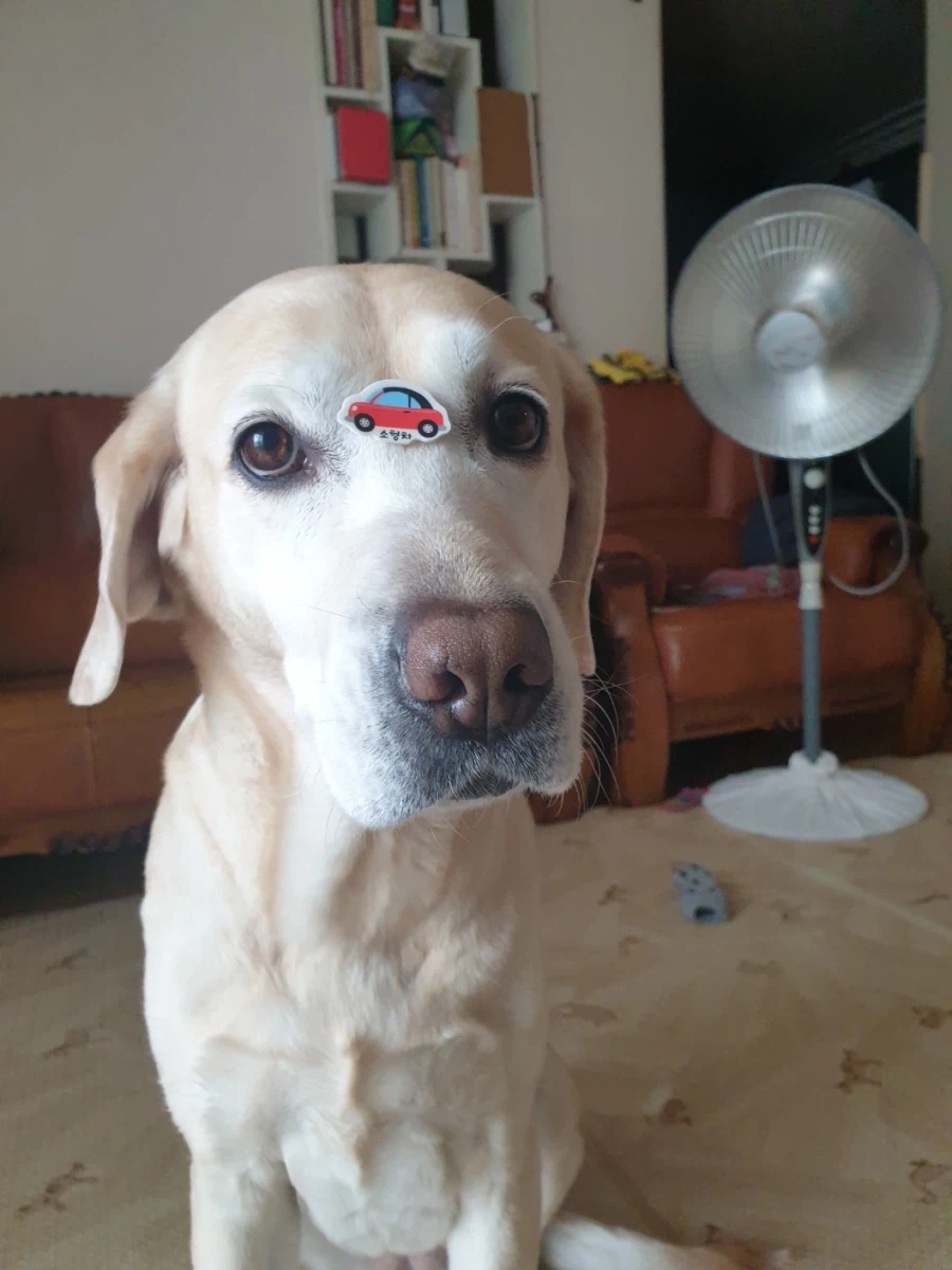 야밤에 강아지 자랑._11.webp