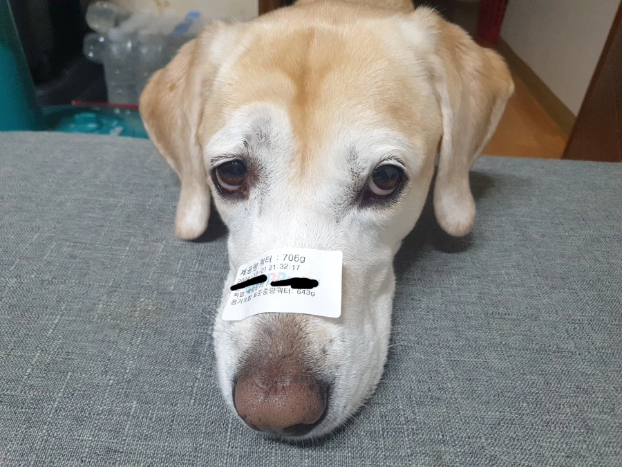 야밤에 강아지 자랑._12.webp