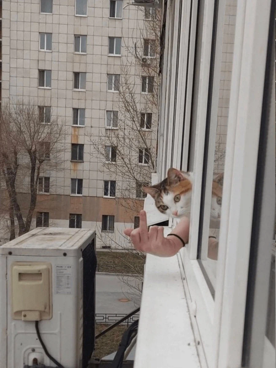 AI로 의심되는 고양이 사진_1.webp