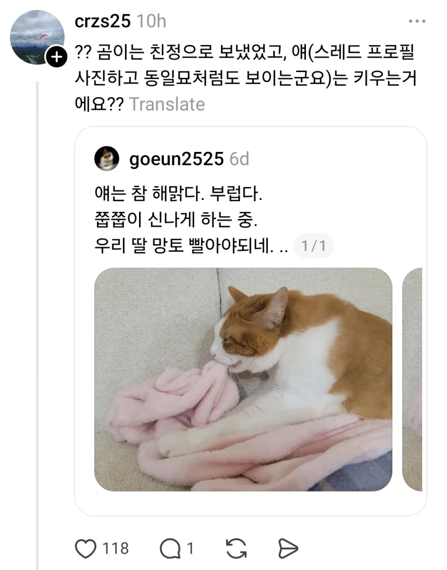 고양이 때문에 불면증 생겼다는 아줌마_3.webp