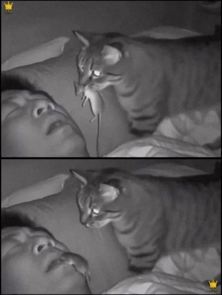 집사를 위한 선물_1.webp