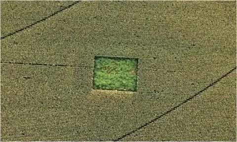 옥수수밭 한가운데의 대마초밭_2.webp