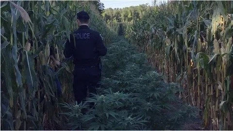 옥수수밭 한가운데의 대마초밭_4.webp
