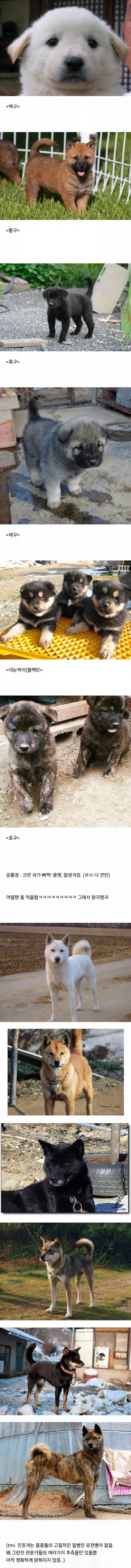 진돗개 모색별 새끼때 생김새 jpg._1.webp