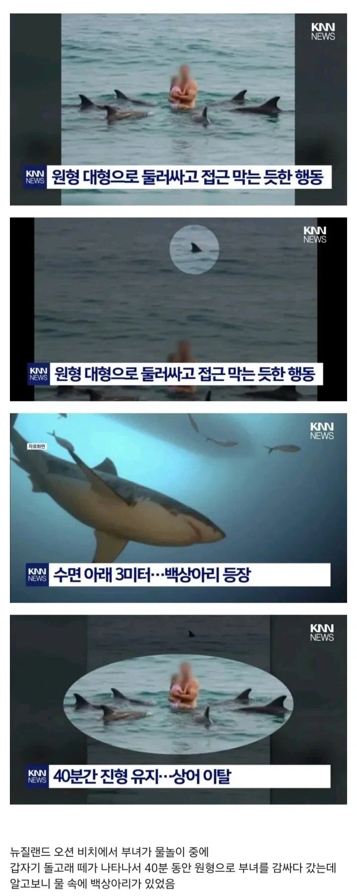 상어에게서 사람 지켜주려고 돌고래들이 한 행동_1.webp