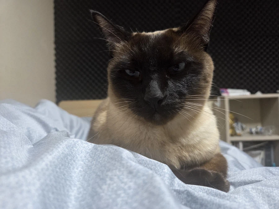 내 배 위에 고양이 있다~~_1.webp