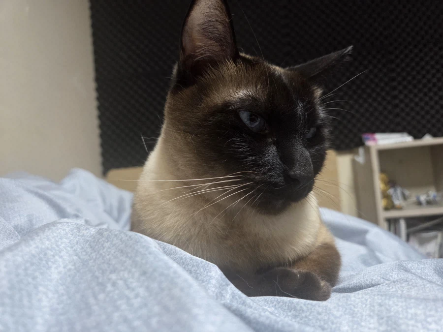 내 배 위에 고양이 있다~~_2.webp