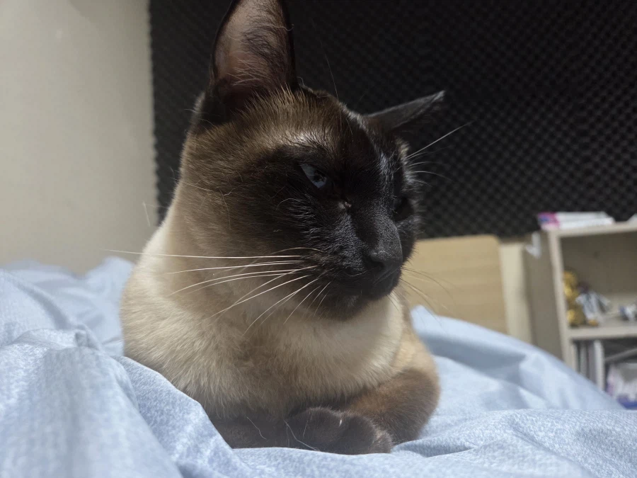 내 배 위에 고양이 있다~~_3.webp