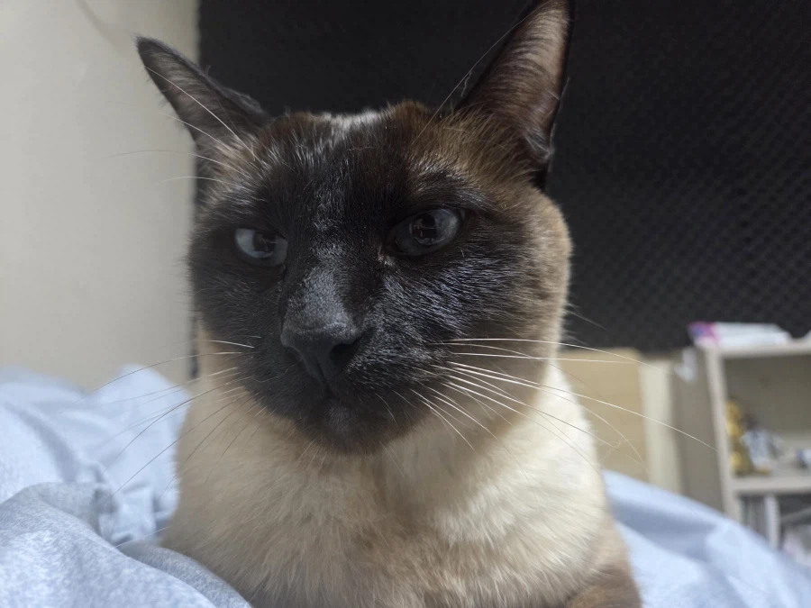 내 배 위에 고양이 있다~~_4.webp