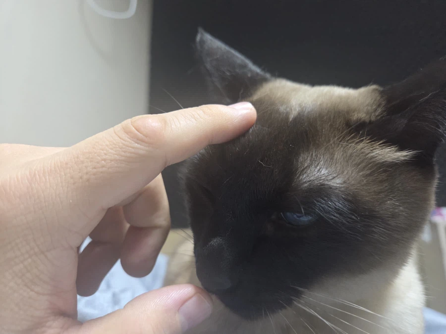 내 배 위에 고양이 있다~~_7.webp