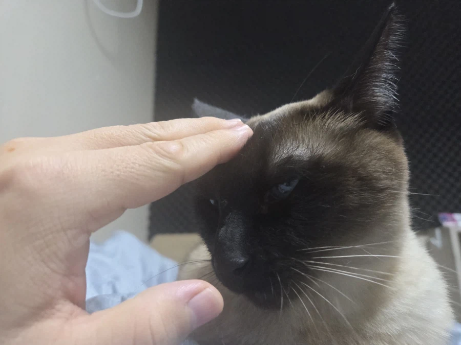 내 배 위에 고양이 있다~~_8.webp