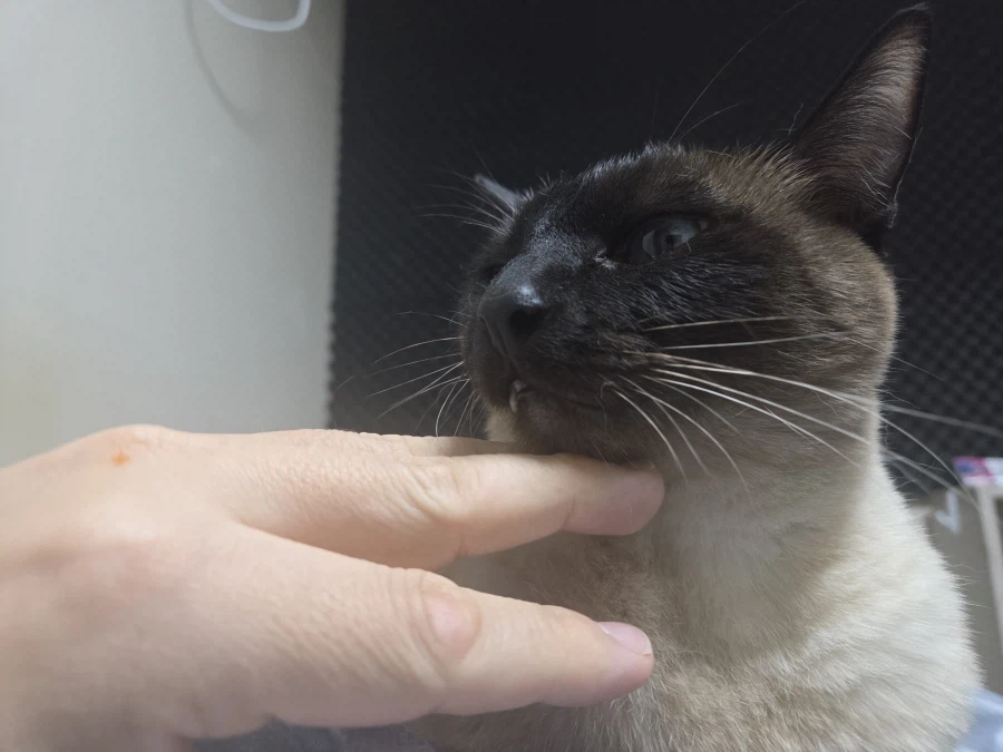 내 배 위에 고양이 있다~~_9.webp