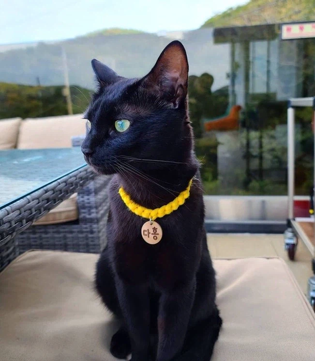 한국에서 유명한 사람하나 살린 냥이_1.webp