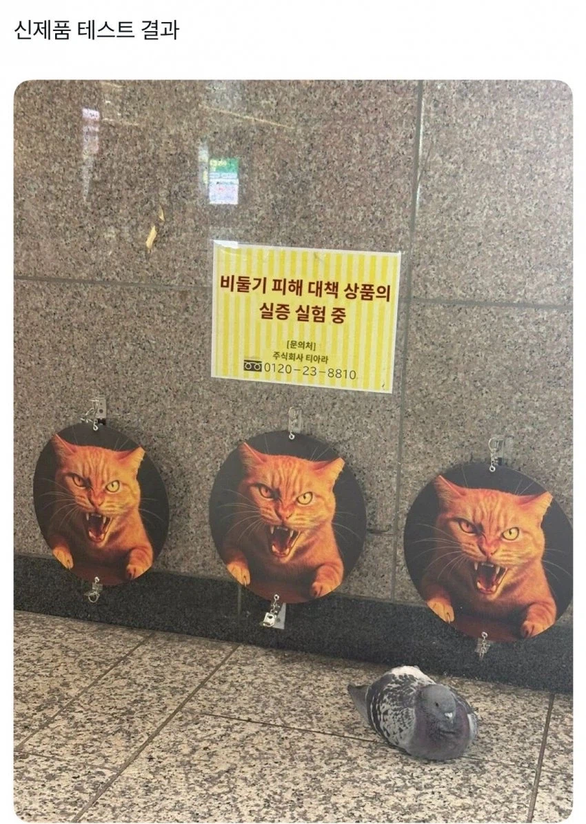 비둘기 : 지1랄 한다 ㅋㅋㅋㅋㅋㅋ_1.webp