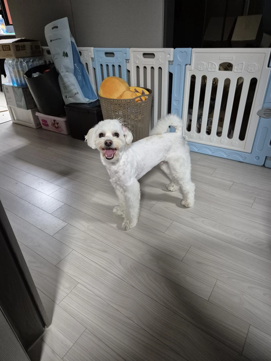 우리집 말티푸 강아지 특.jpg_1.webp