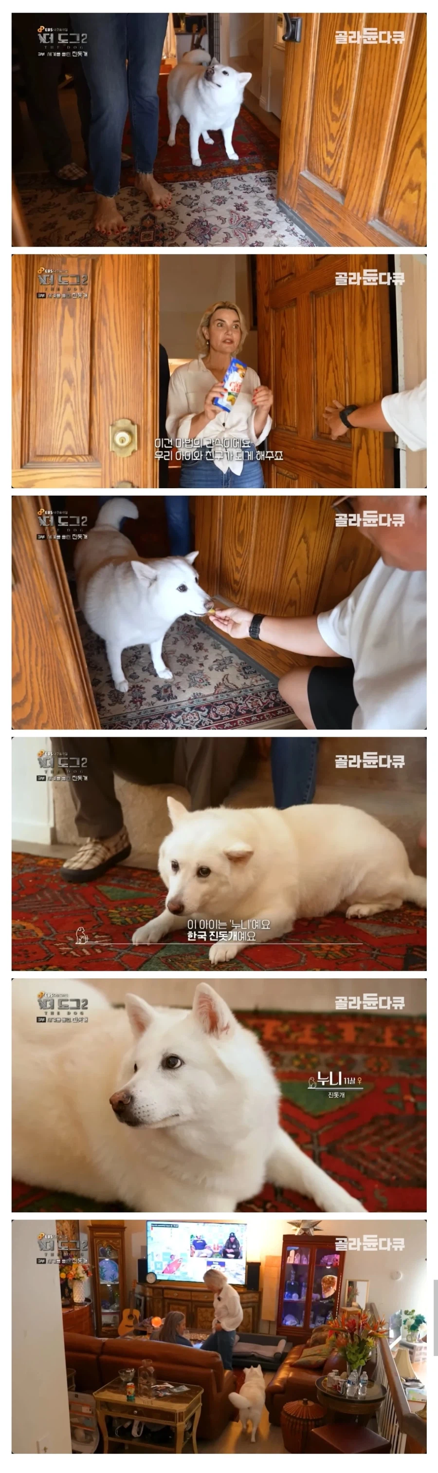 보기 힘들다는 살찐 진돗개.jpg_1.webp