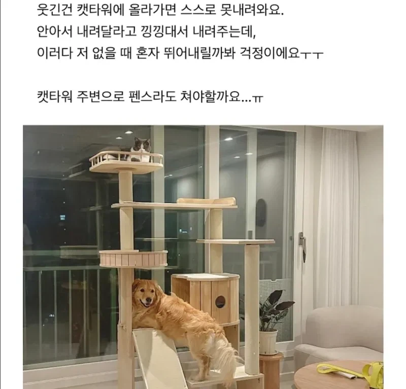 강아지가 자꾸 캣타워에 올라가서 큰일이에요._2.webp
