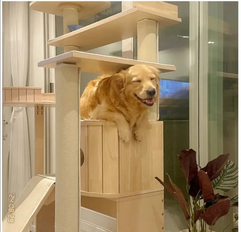 강아지가 자꾸 캣타워에 올라가서 큰일이에요._3.webp