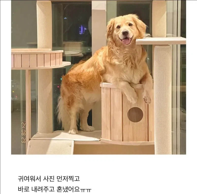 강아지가 자꾸 캣타워에 올라가서 큰일이에요._4.webp
