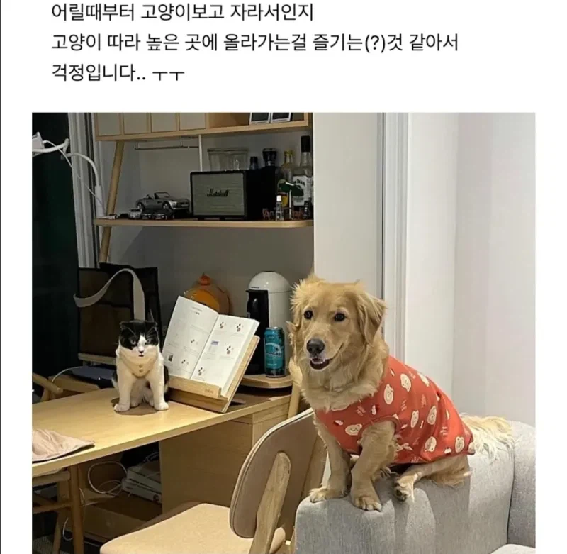 강아지가 자꾸 캣타워에 올라가서 큰일이에요._5.webp