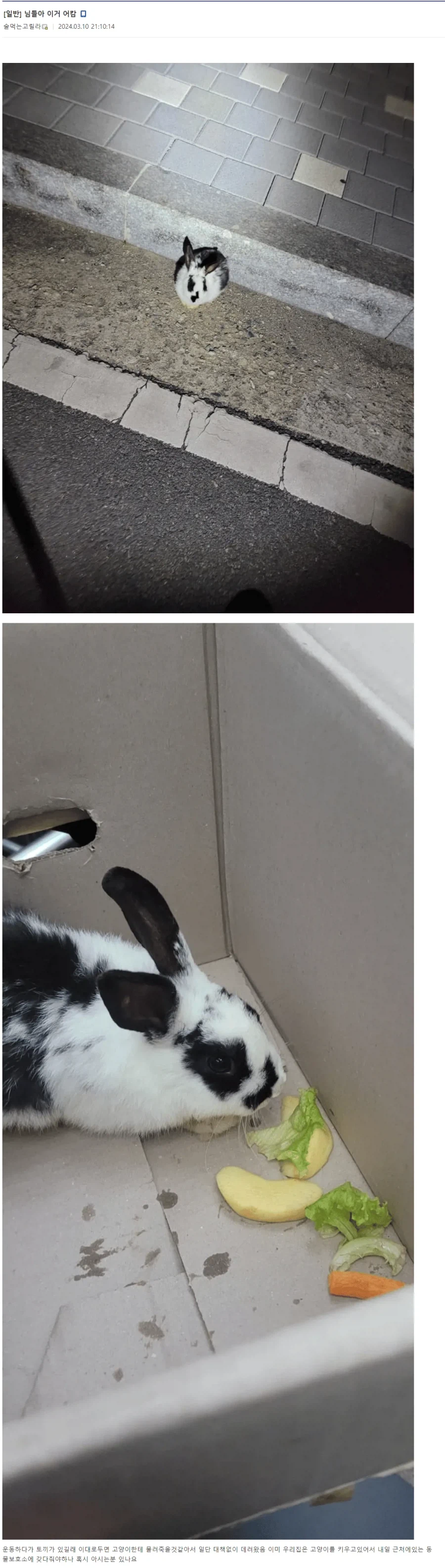 길에서 토끼를 주운 블붕이_1.webp