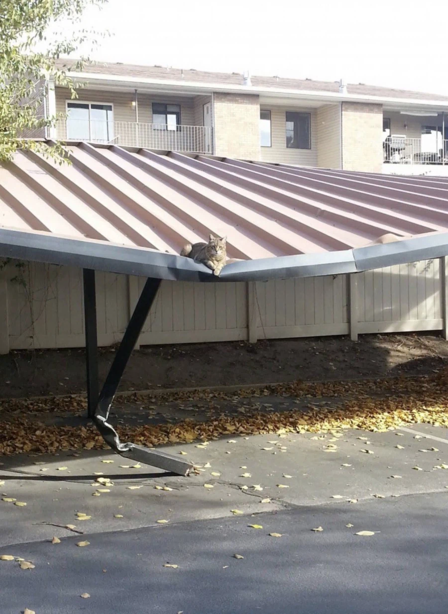 하늘에서 강림한 고양이들_2.webp