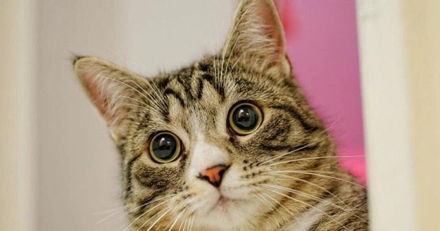 영 재밌는 게임을 못 찾겠네_2.webp