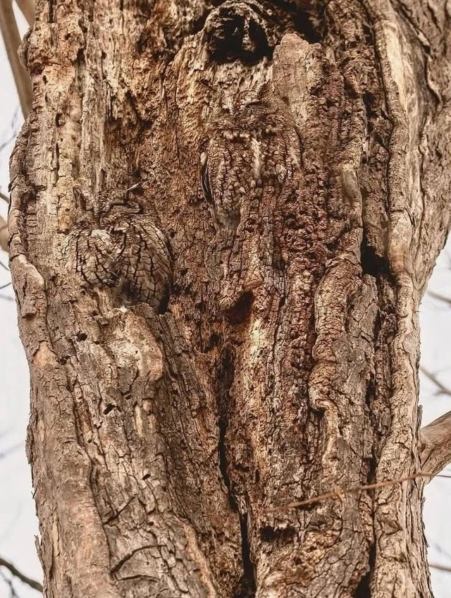 숲속의 올빼미가 패왕인 이유.jpg_1.webp