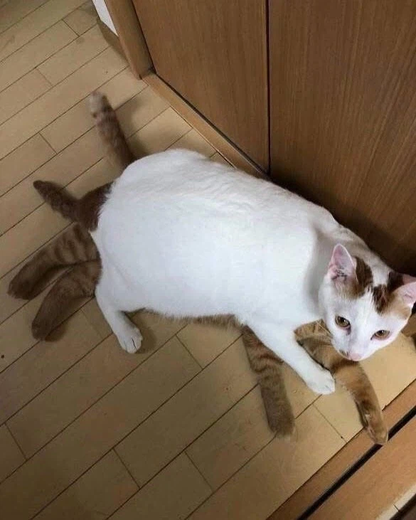 시간이 지나도 변하지 않는 고양이의 애착자리_2.webp