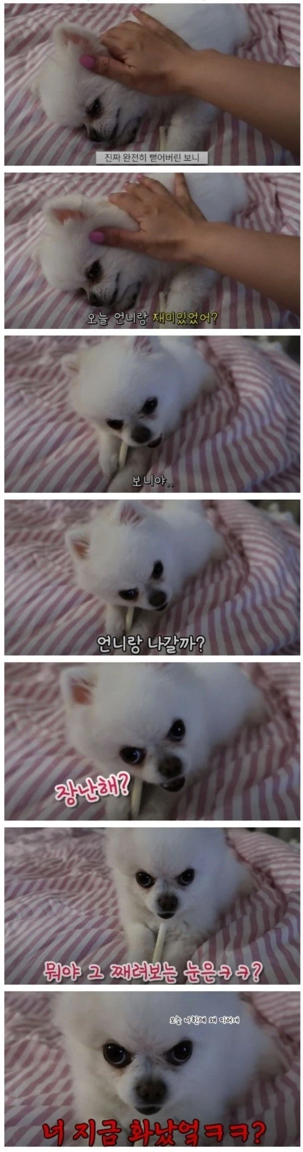 산책 7번 갔다온 강아지_1.webp