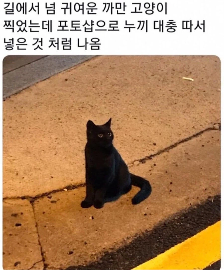 까만 고양이 사진 단점_1.webp