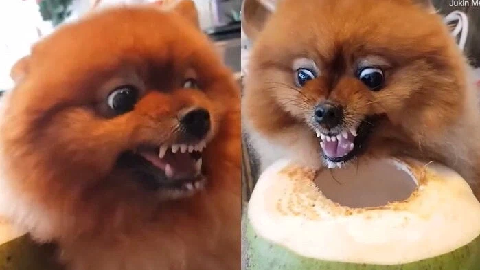 포메라니안의 포악함.jpg_1.webp