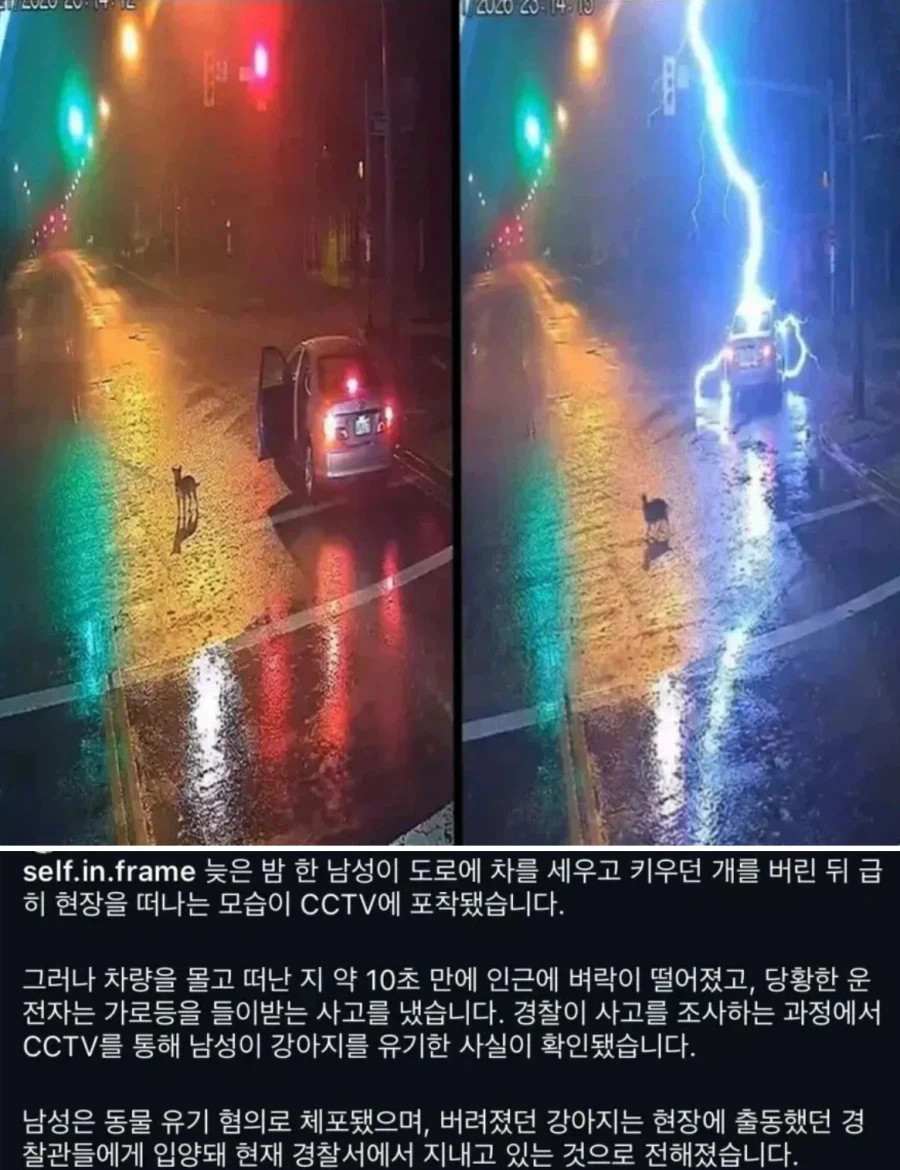 강아지 버린 주인 그 순간 날벼락 맞아_1.webp