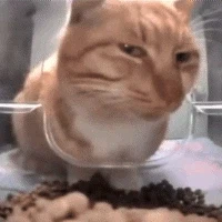 붉사갤 ㅈㄴ 노다지네 ㅋㅋㅋㅋㅋㅋㅋㅋ.JPG_2.webp