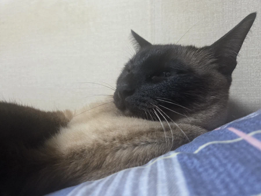 고양이: 후 이 숨길 수 없는 잘생김이란 정말~~_1.webp