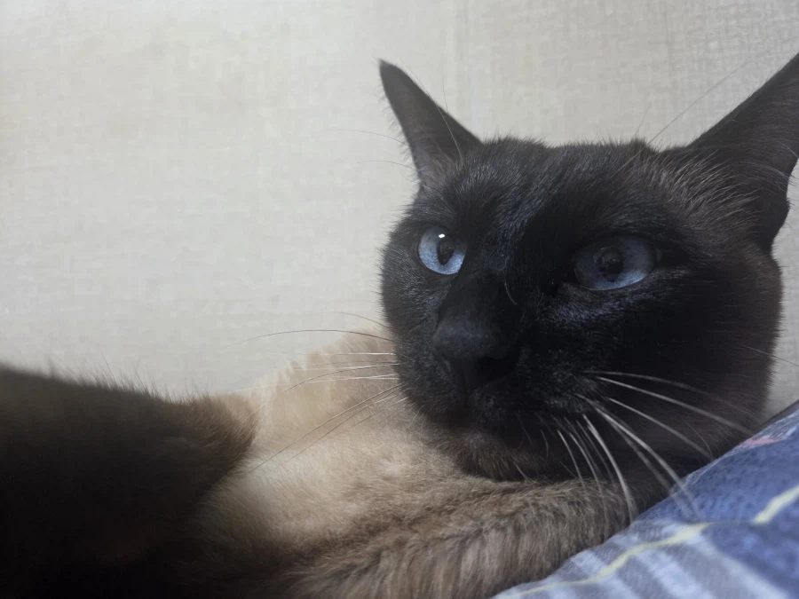 고양이: 후 이 숨길 수 없는 잘생김이란 정말~~_4.webp