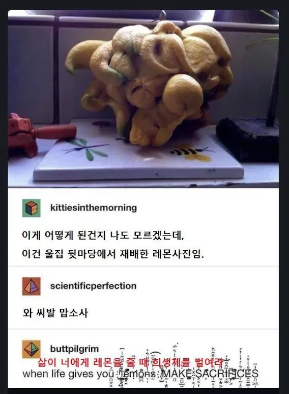 혐?) 뒷마당에 레몬 비슷무리한 무언가가 나왔다_1.webp