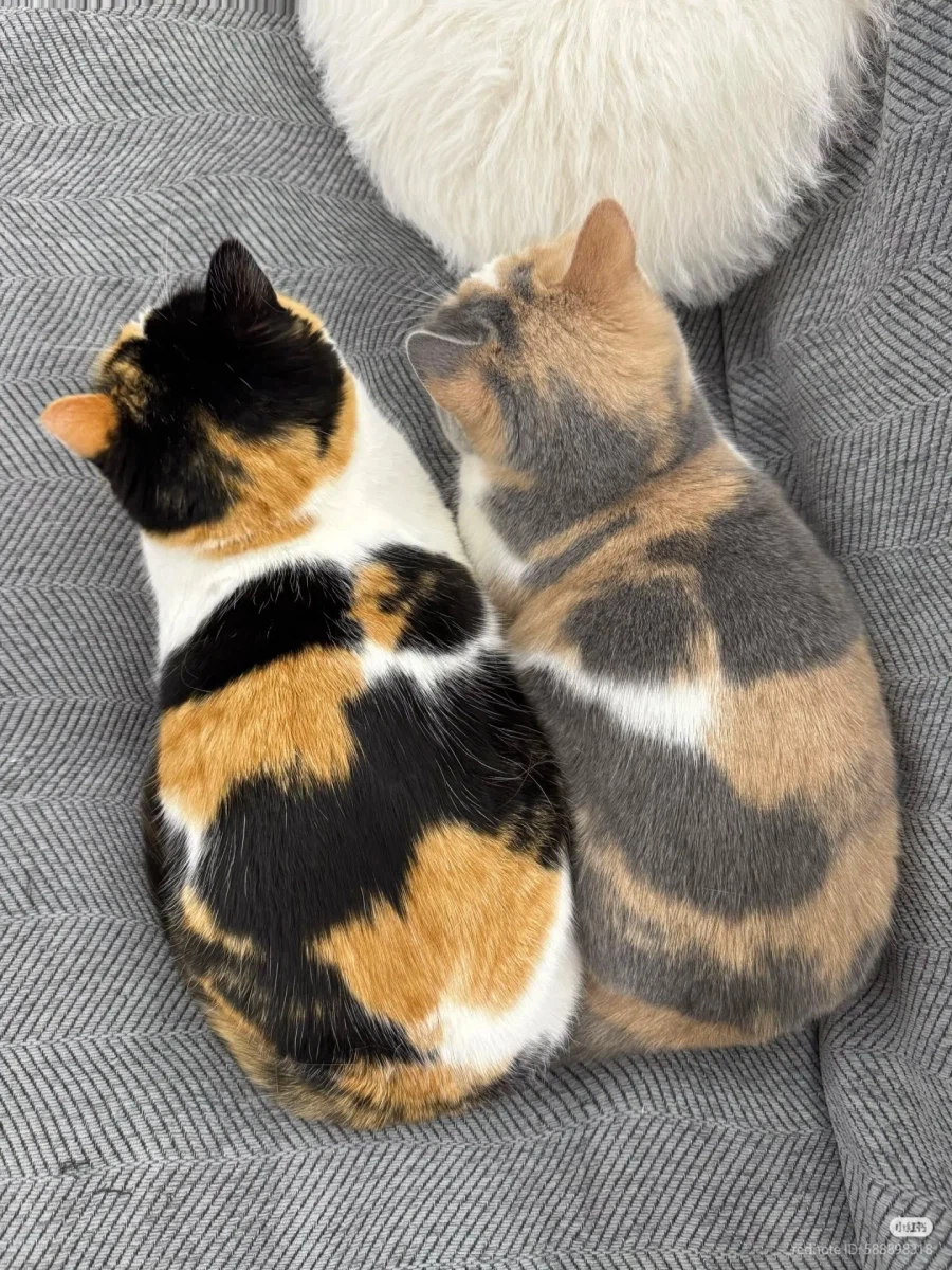 삼색 고양이 채도 조절 _1.webp