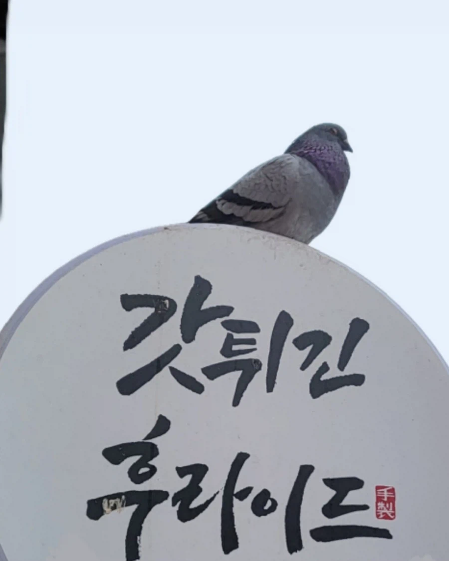 번지수 잘못 찾아온 새_1.webp