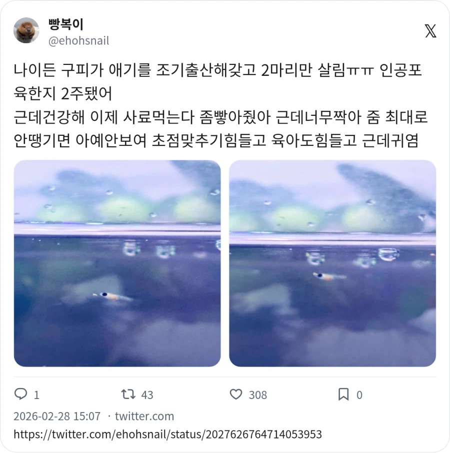 구피 키우기 : 상어 같고 고래 같어 예뻐_1.webp