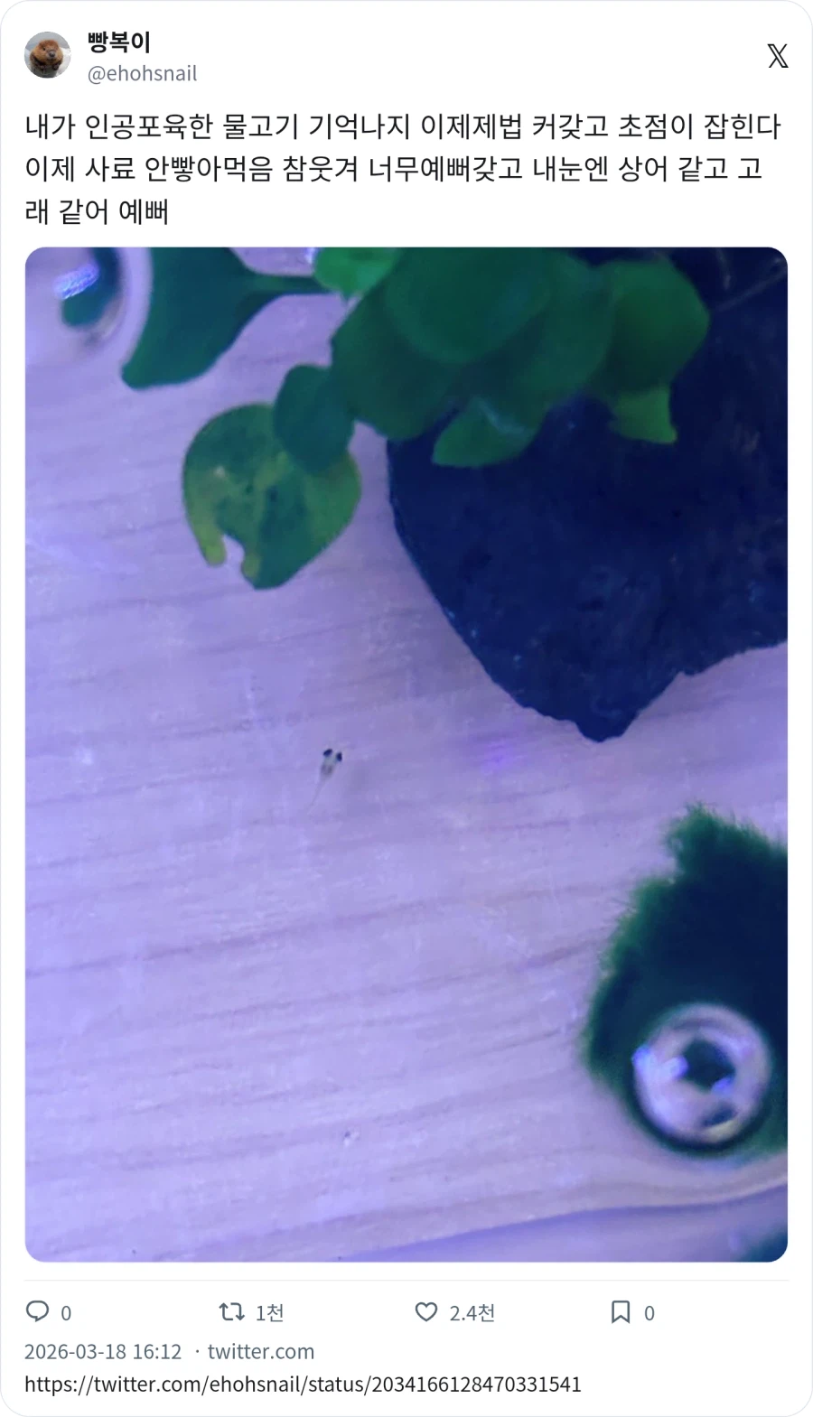 구피 키우기 : 상어 같고 고래 같어 예뻐_2.webp