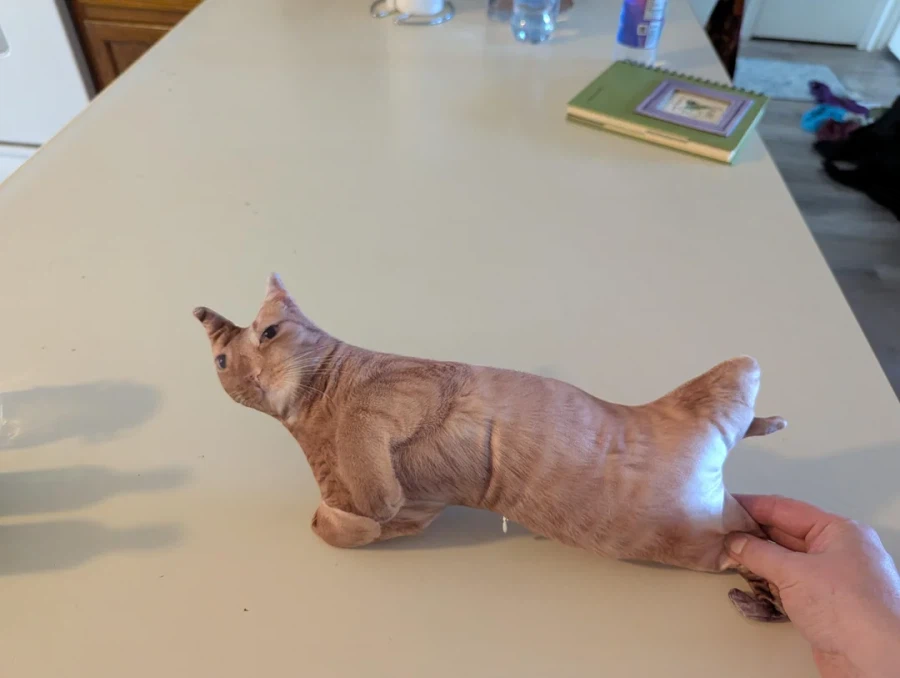 테무에서 구입한 고양이 인형_1.webp