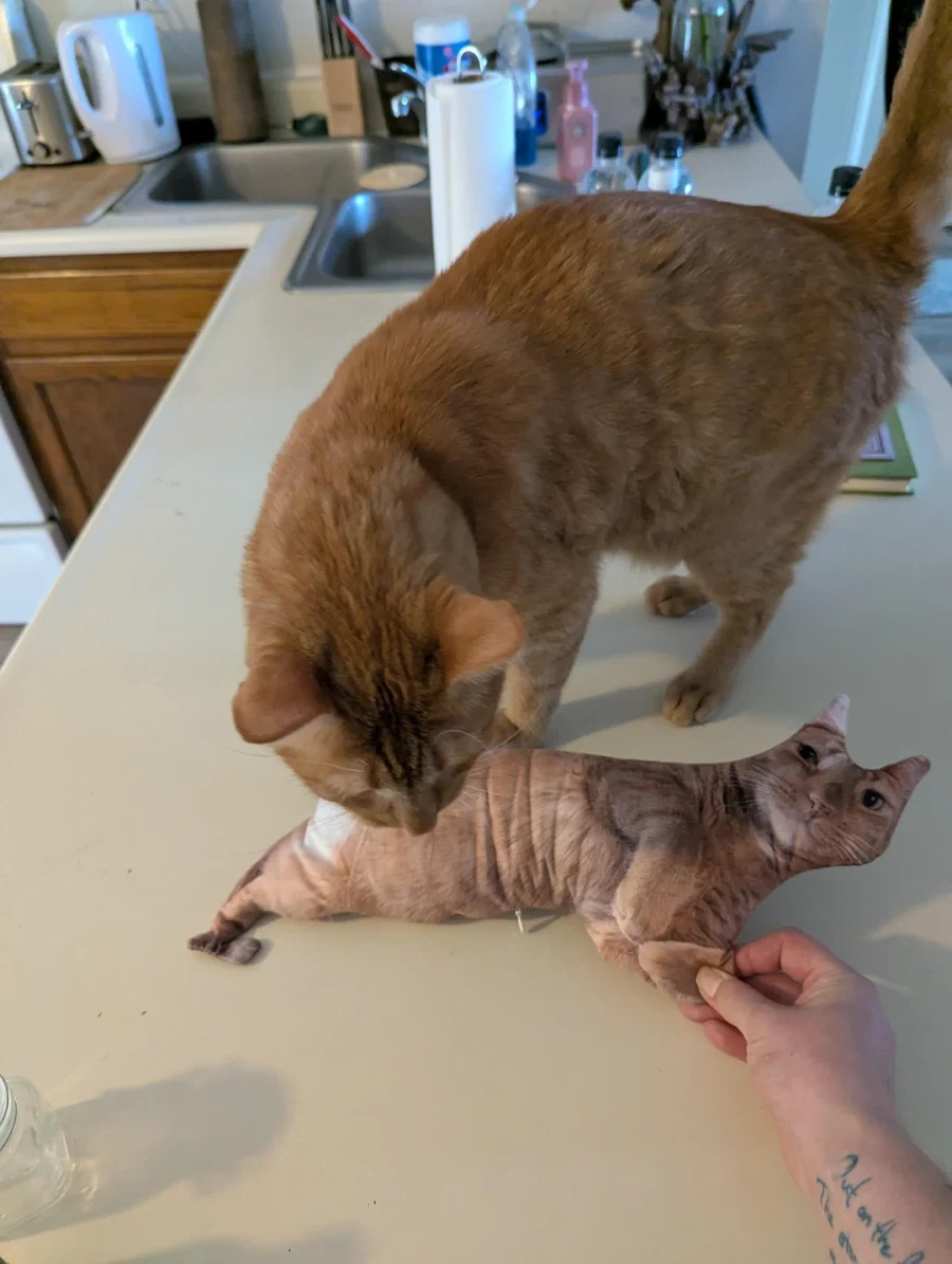 테무에서 구입한 고양이 인형_3.webp