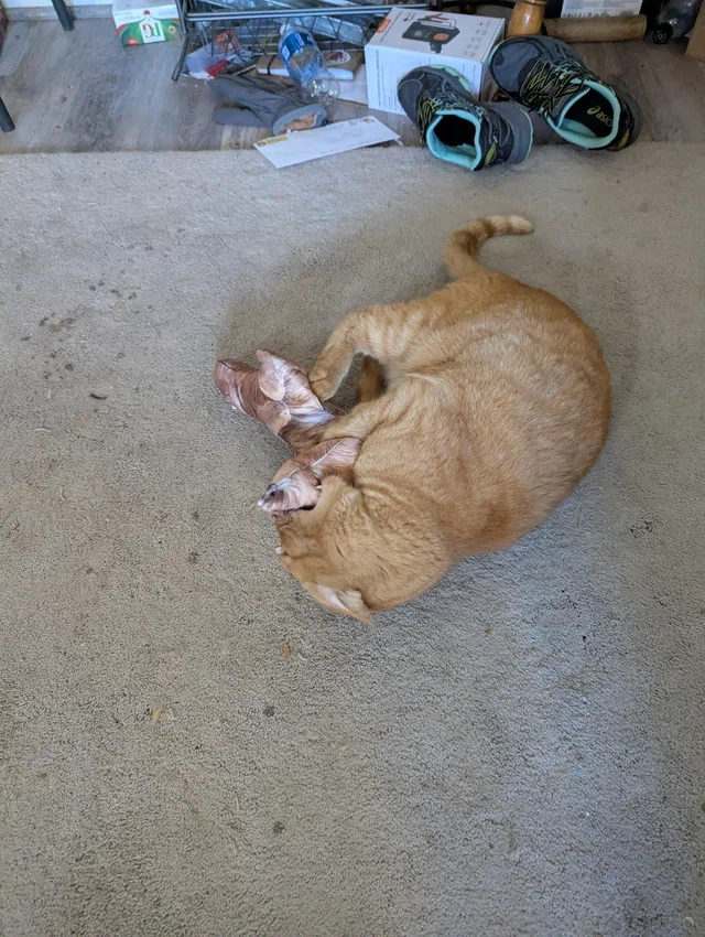 테무에서 구입한 고양이 인형_4.webp