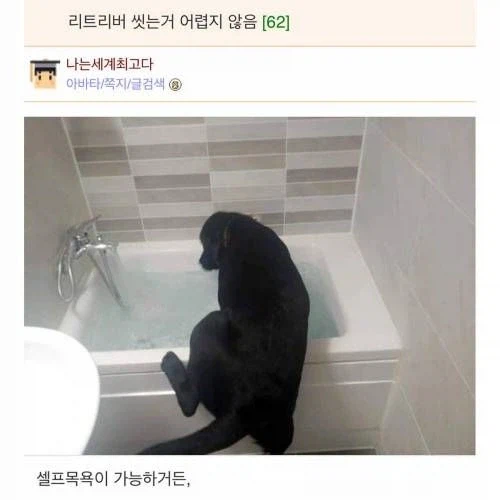 리트리버 씻기는게 쉽다는 웃대인.jpg_1.webp
