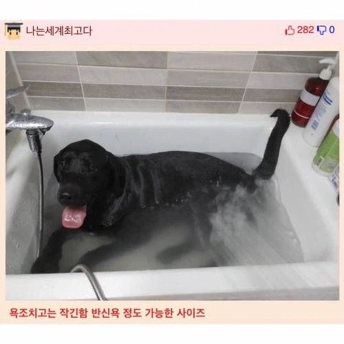 리트리버 씻기는게 쉽다는 웃대인.jpg_2.webp