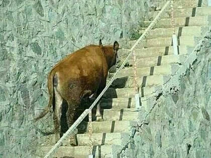 시골에서 가끔 목격되는 소오름 현상_2.webp